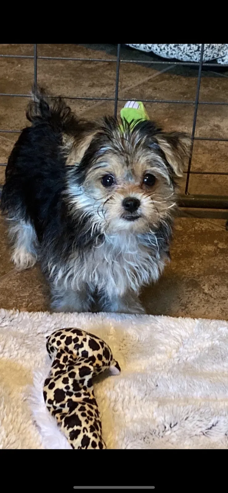 Lost dog in Greenbrier, AR, 72058