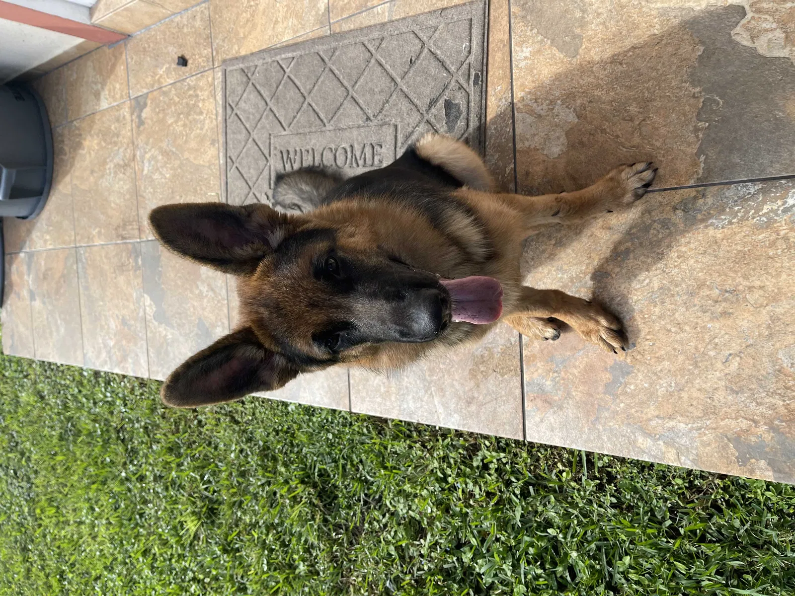 Lost dog in Fort Lauderdale, FL, 33332