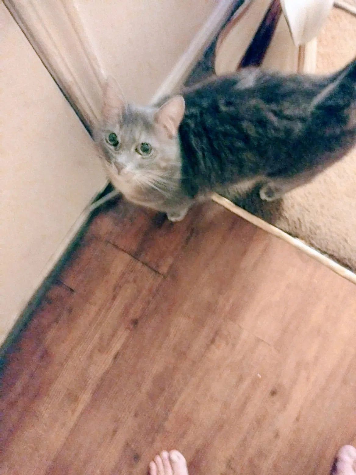 Lost cat in Louisville, KY, 40214