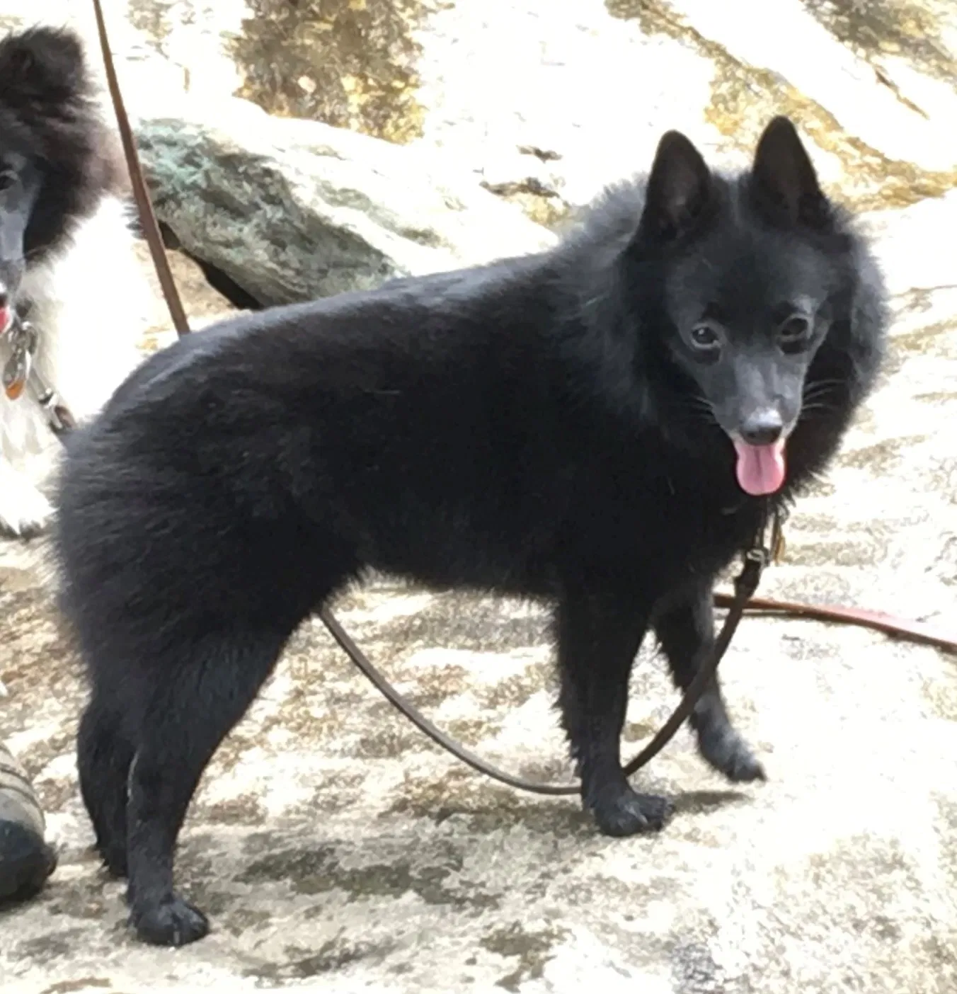 Lost dog in Sylva, NC, 28779