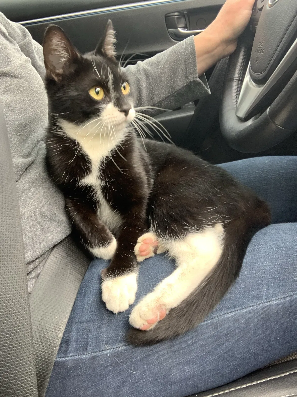Lost cat in Hillsboro, OR, 97123