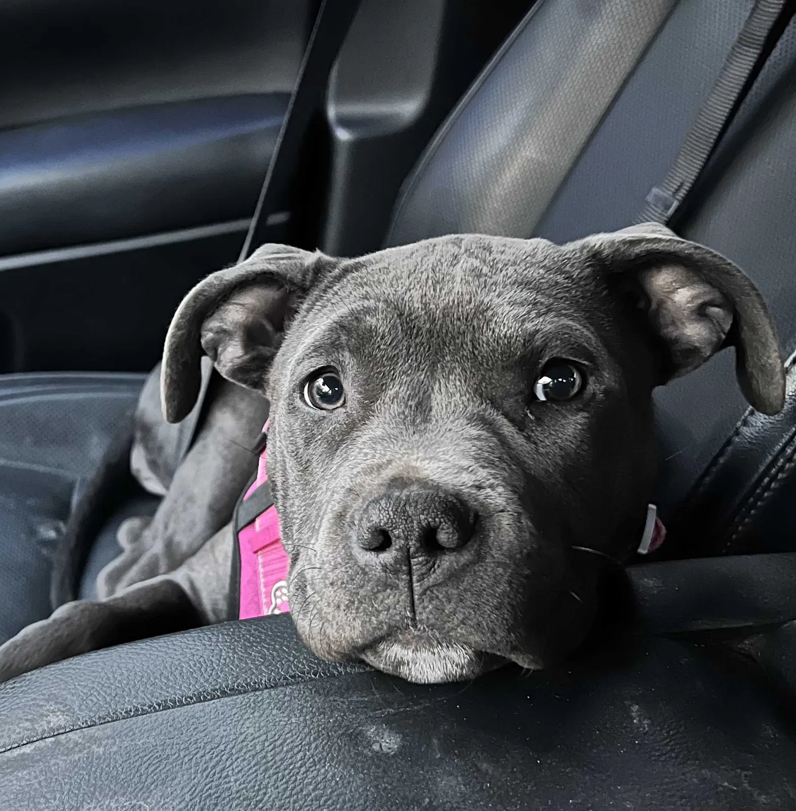 Lost dog in Aurora, CO, 80013