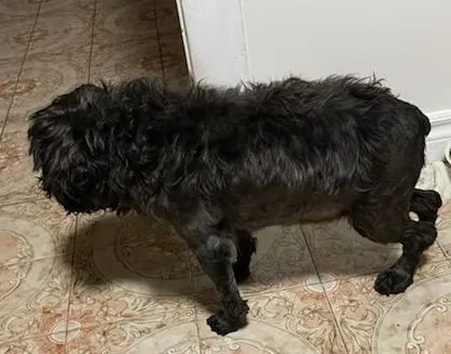 Lost dog in Alhambra, CA, 91801