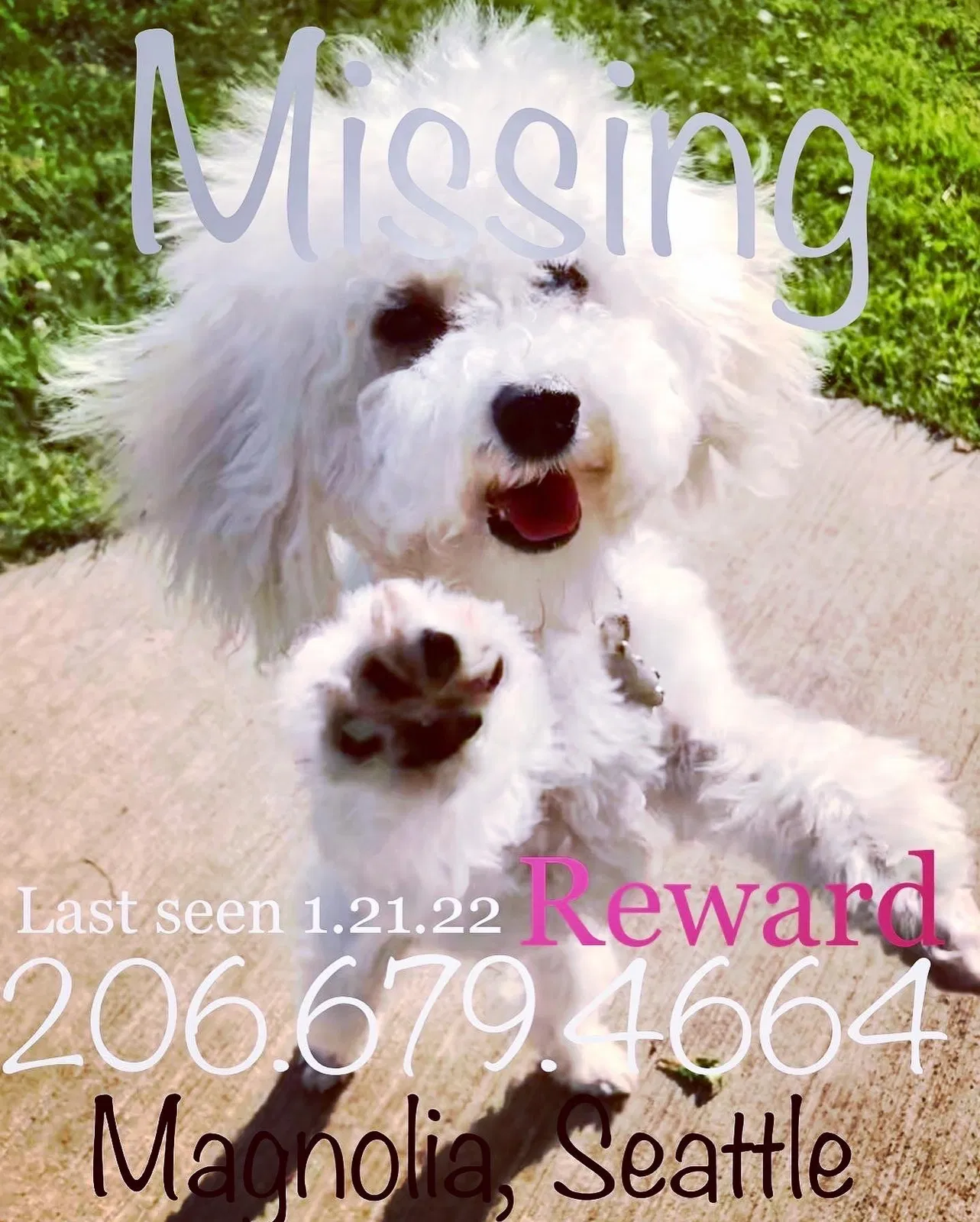Lost dog in Seattle, WA, 98199