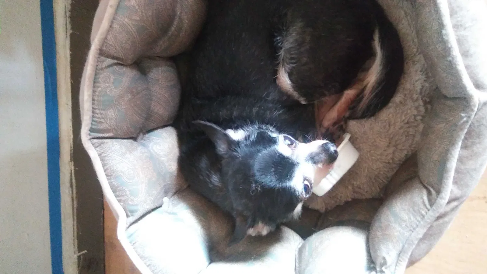 Lost dog in Buford, GA, 30519