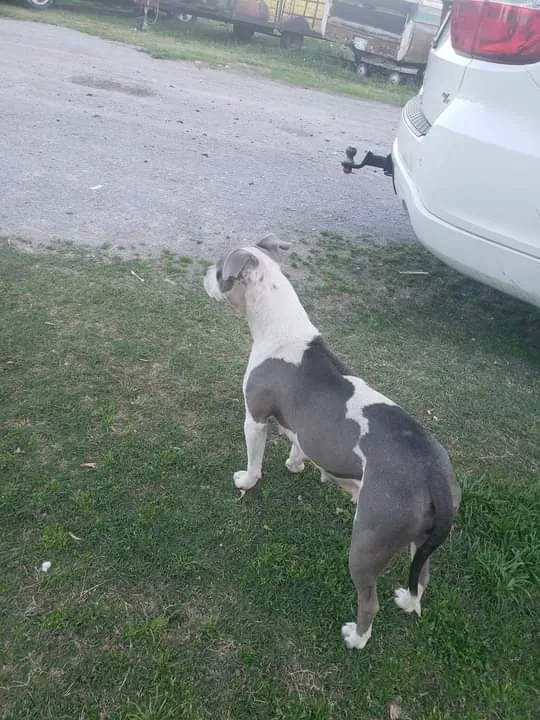 Lost dog in Claremore, OK, 74019