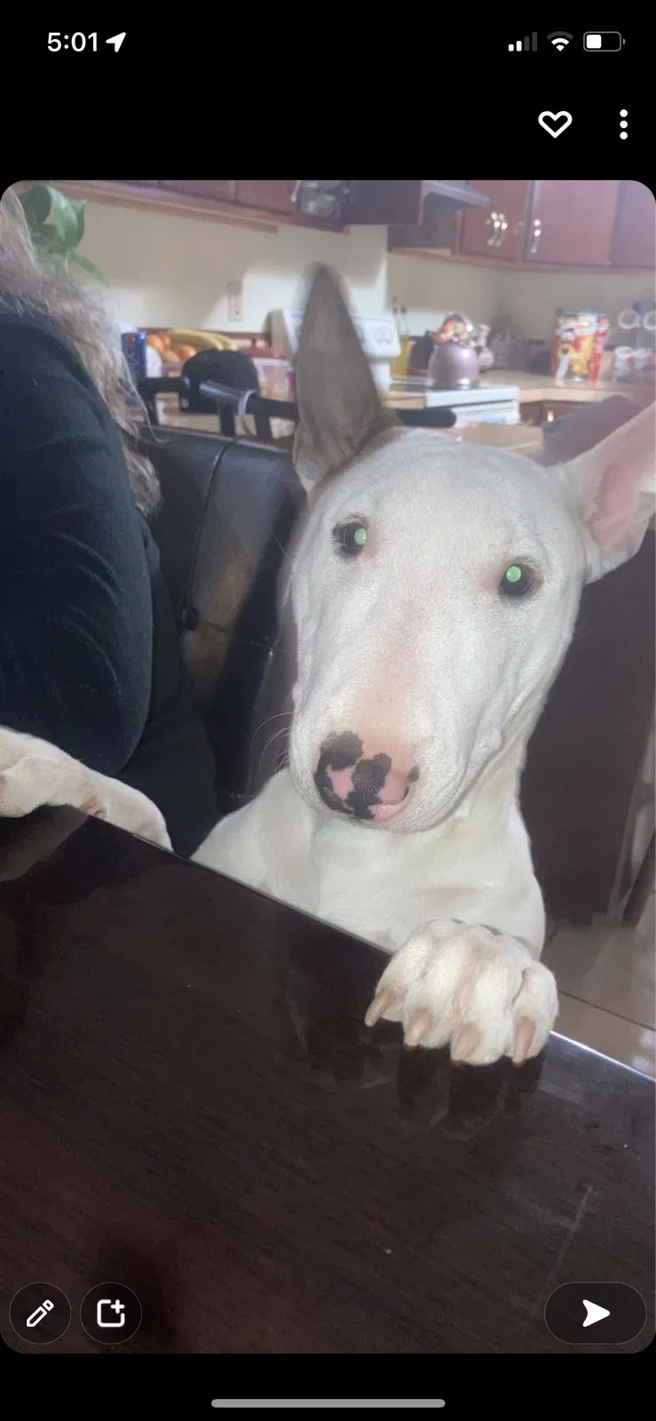 Lost dog in Phoenix, AZ, 85033