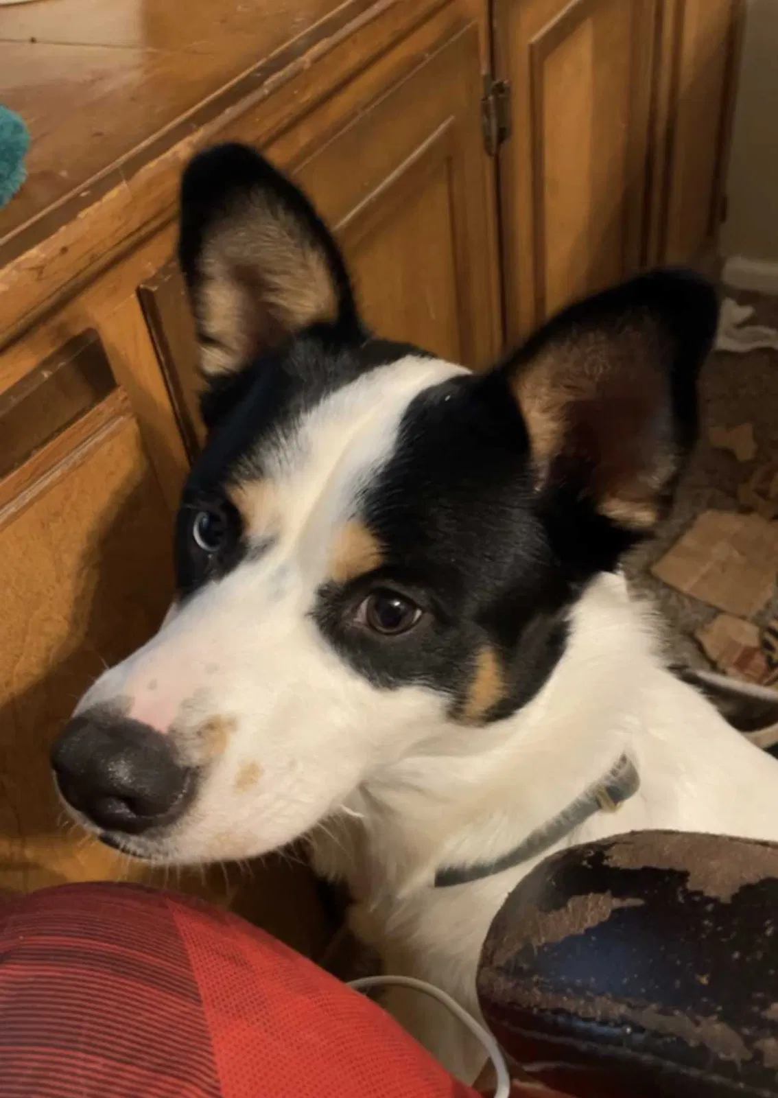 Lost dog in Lubbock, TX, 79416