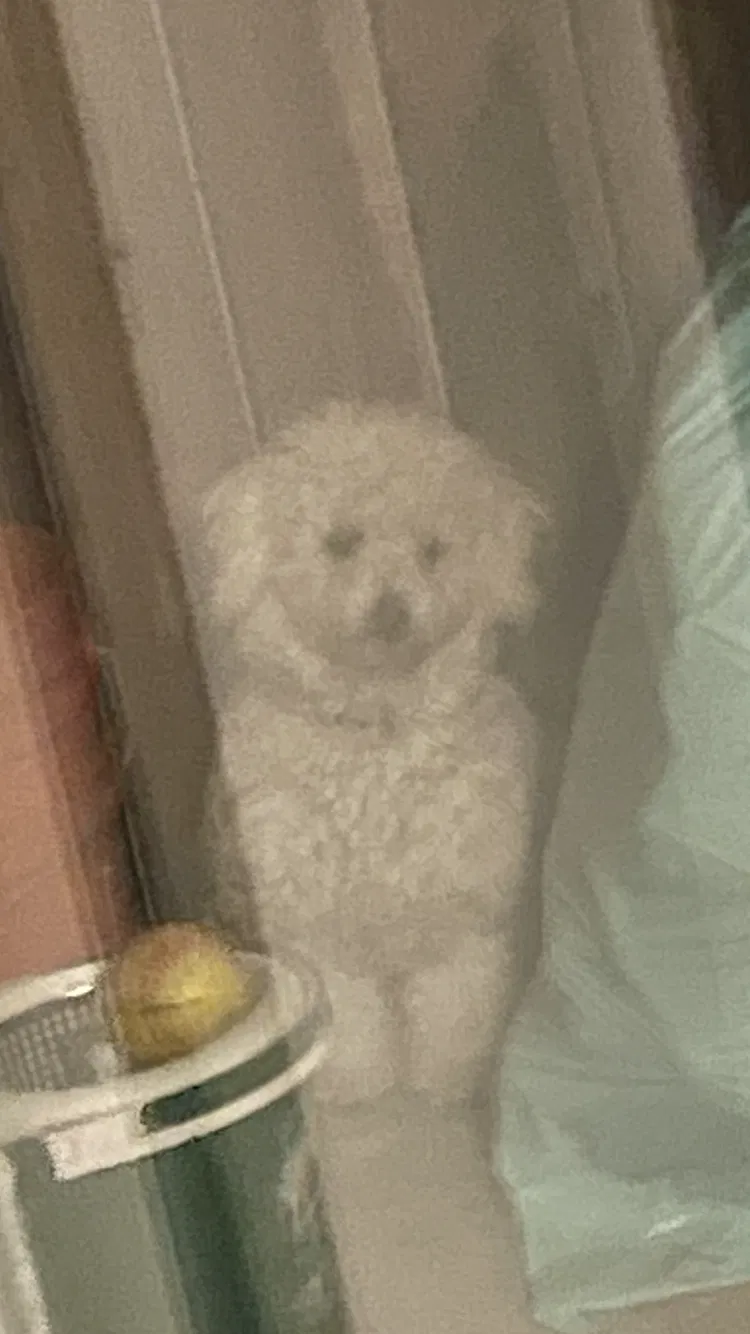 Lost dog in Buena Park, CA, 90621