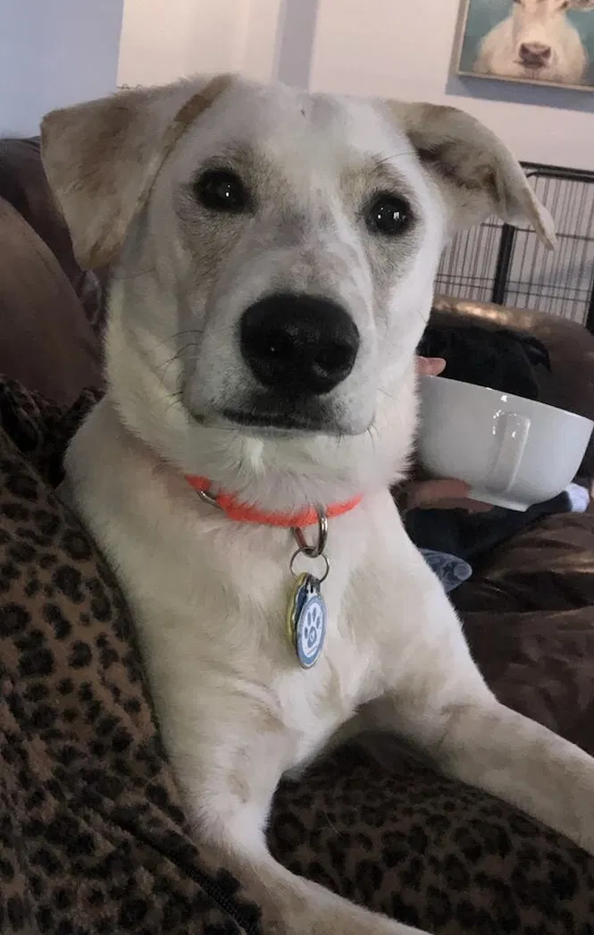 Lost dog in Saint Clair, PA, 17970