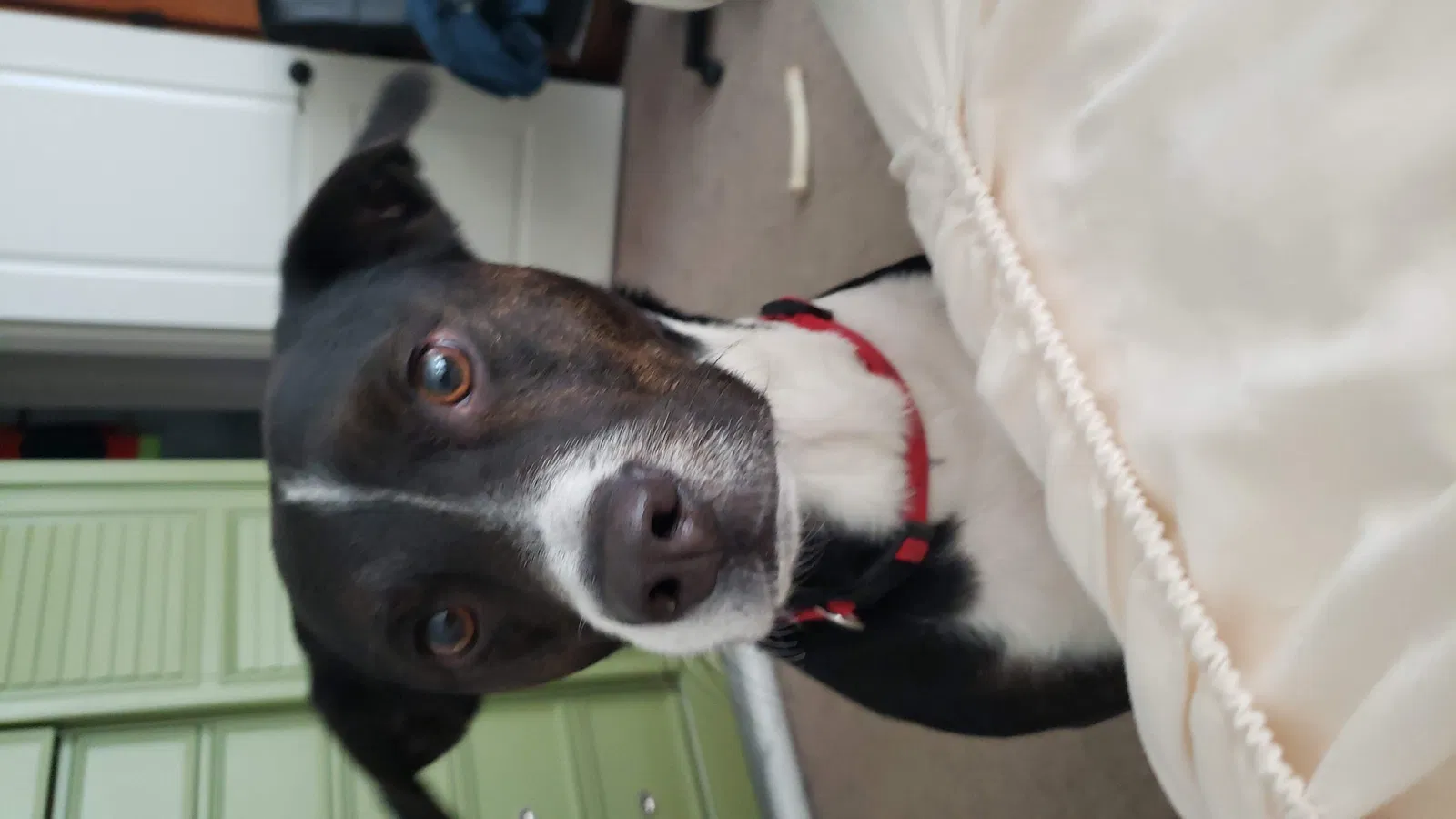 Lost dog in Hockley, TX, 77447