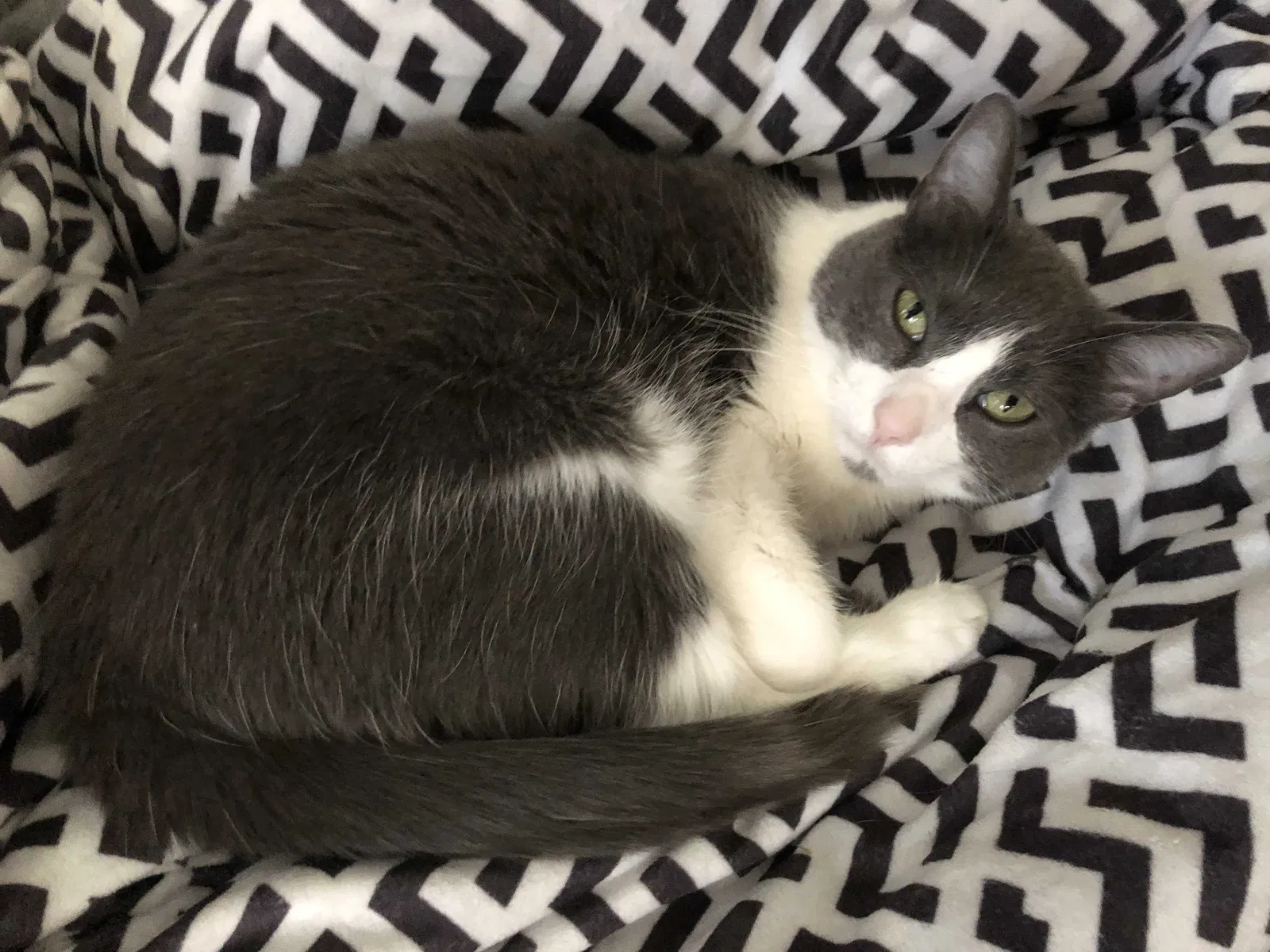 Lost cat in Sherman, TX, 75092