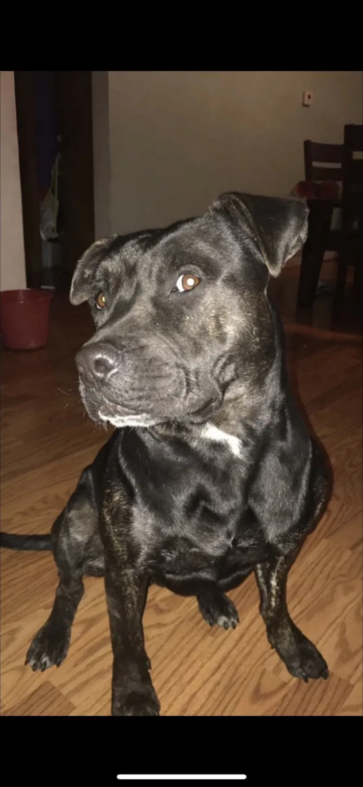 Lost dog in Milwaukee, WI, 53215