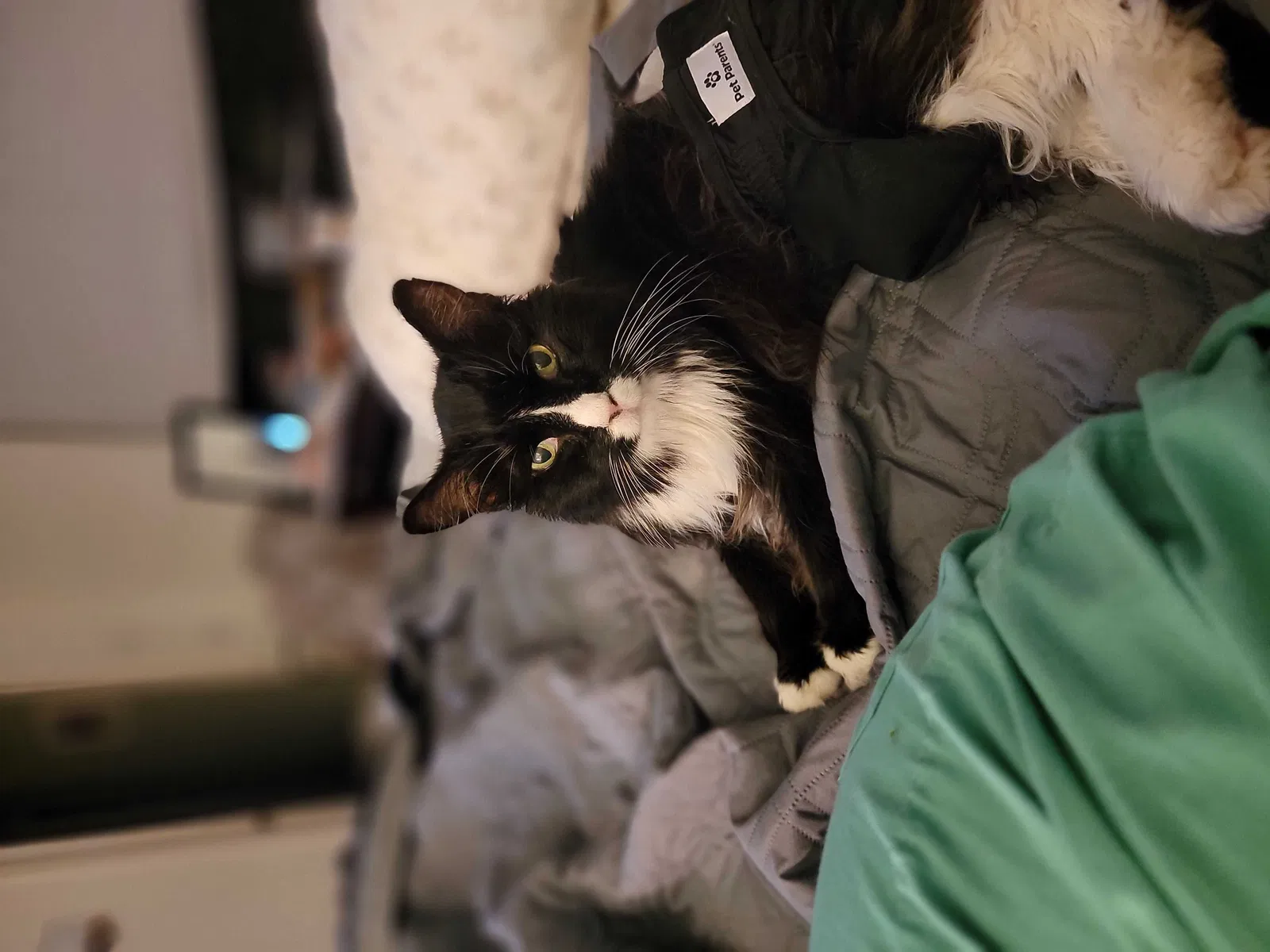 Lost cat in Port Saint Lucie, FL, 34952