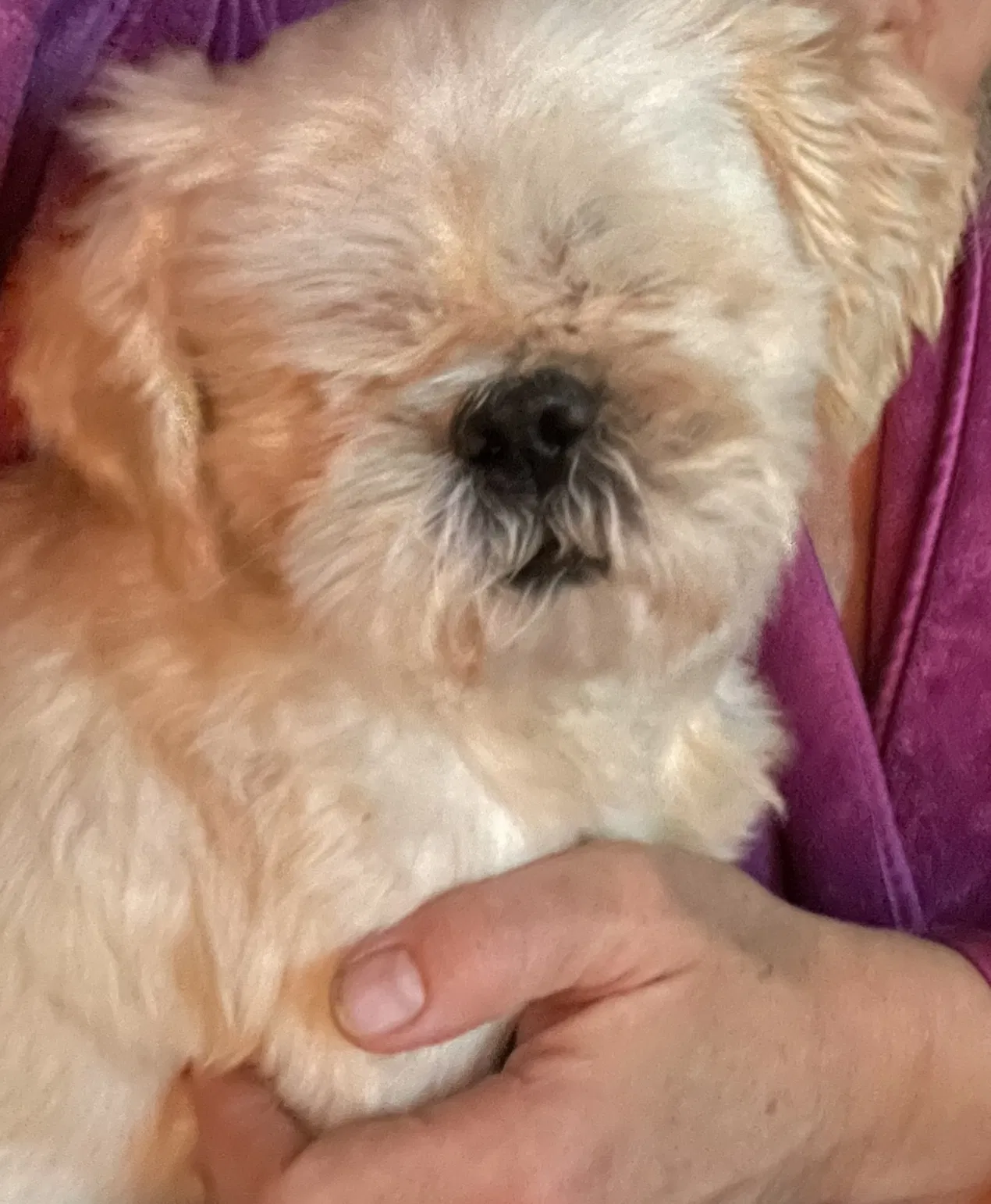 Lost dog in Wayland, MI, 49348