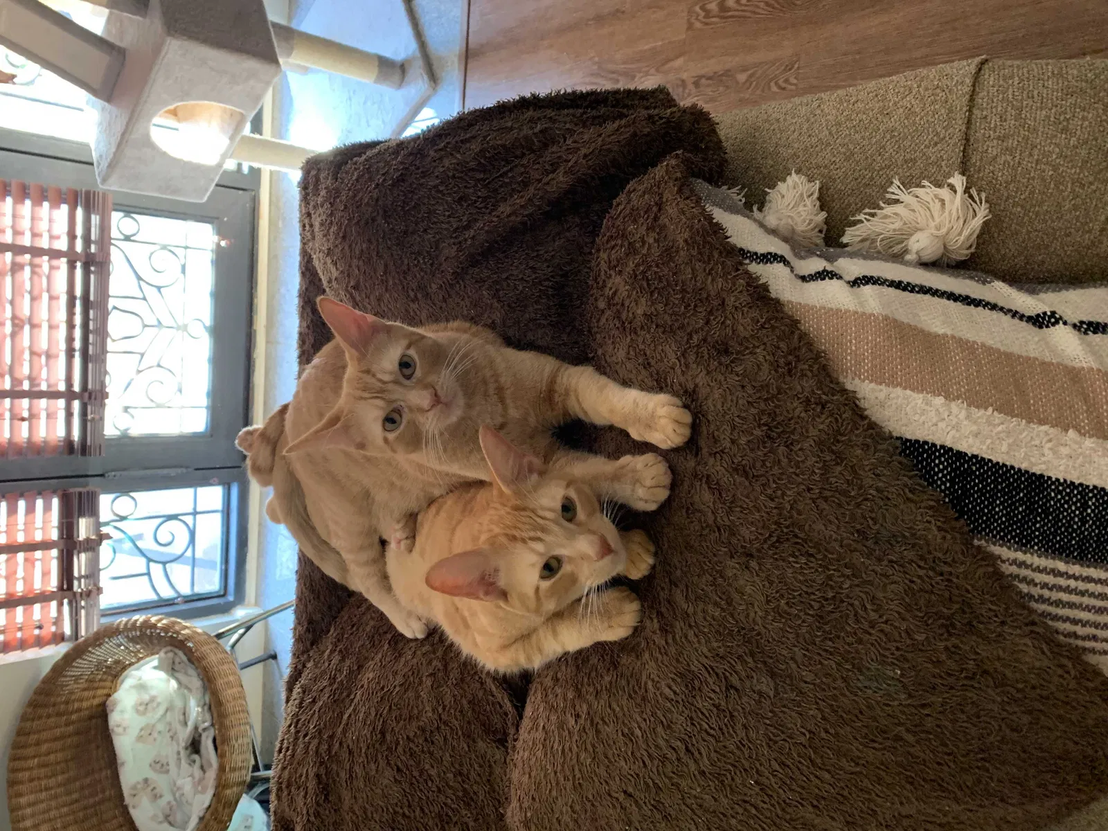 Lost cat in Maumelle, AR, 72113