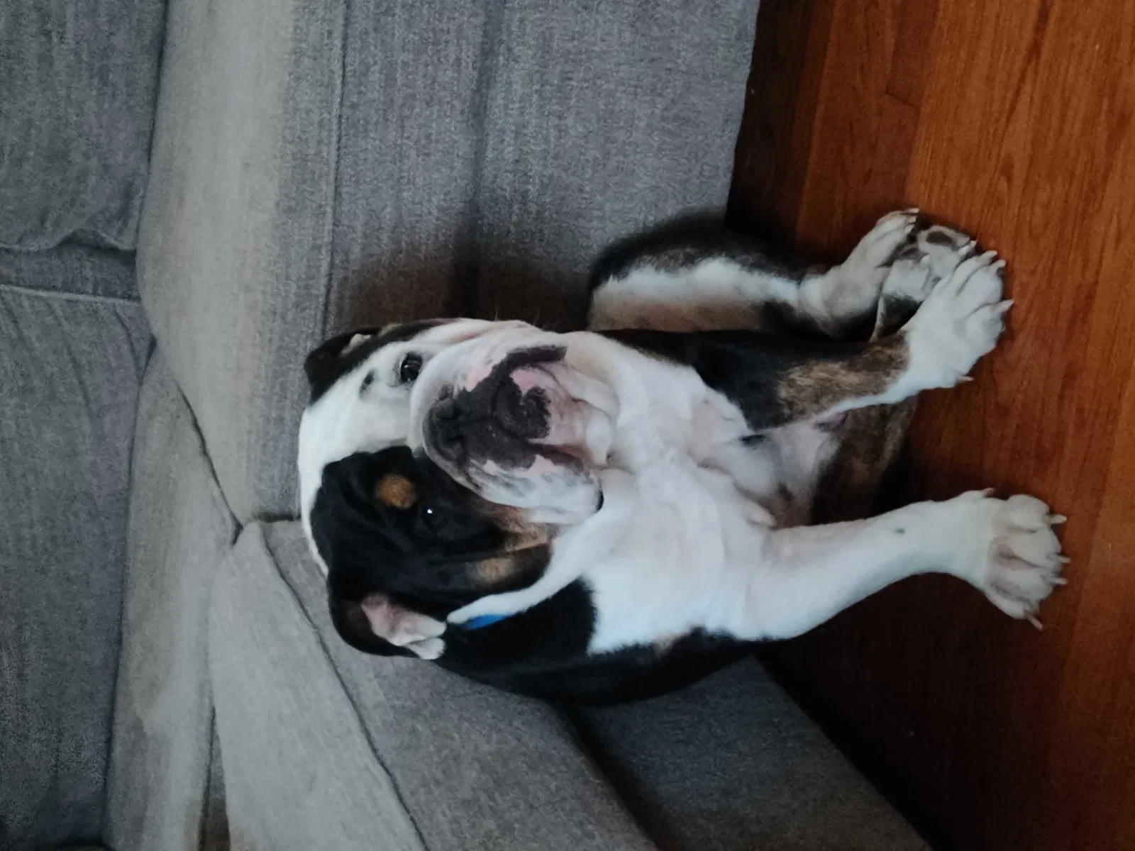 Lost dog in Durham, NC, 27705