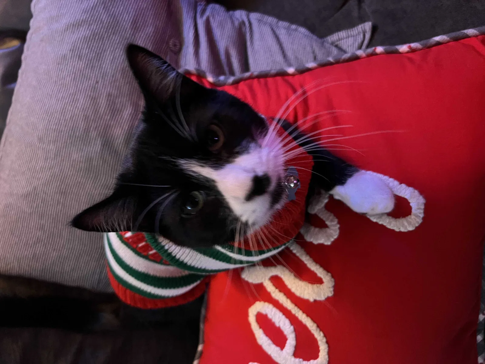 Lost cat in Hillsboro, OR, 97123