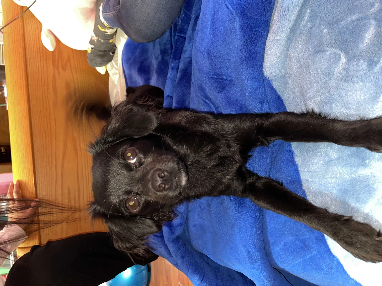 Lost dog in Milwaukee, WI, 53215