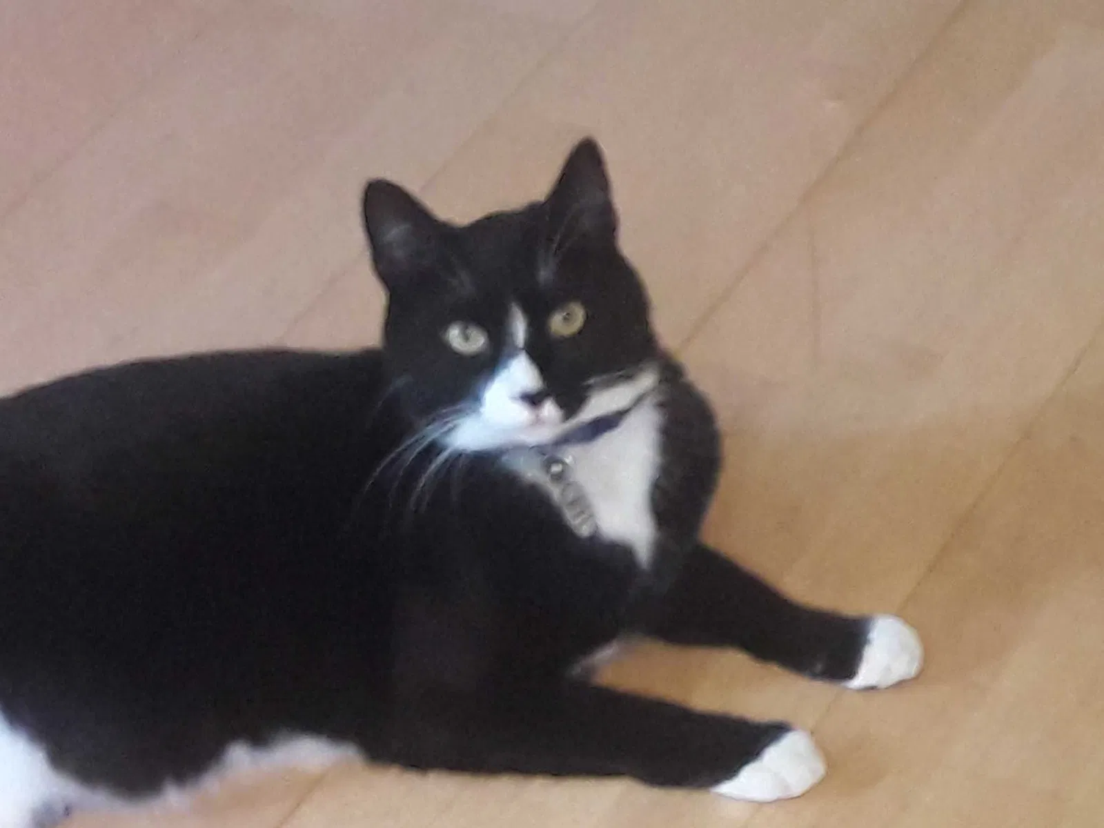 Lost cat in Portland, OR, 97206