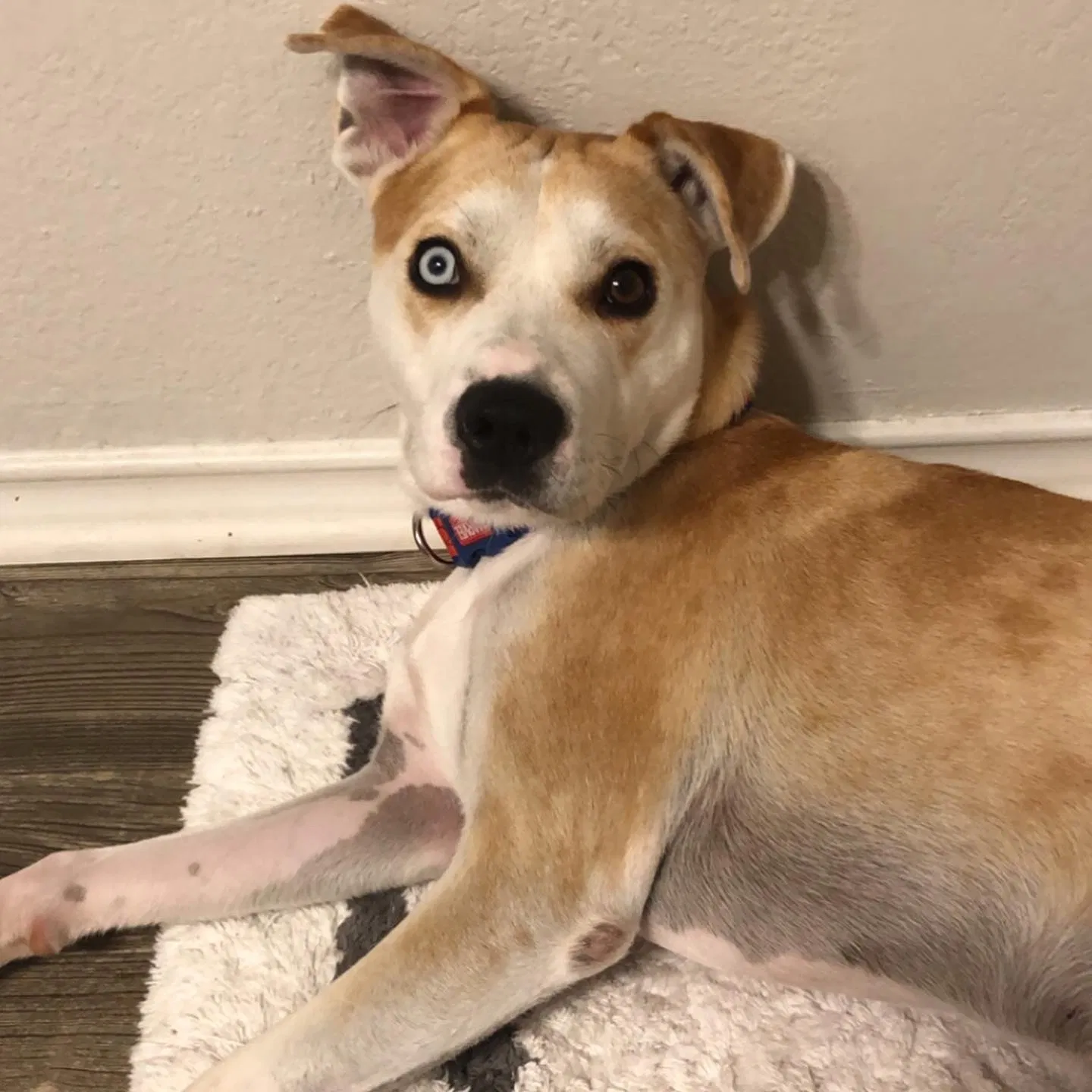 Lost dog in Fort Worth, TX, 76112
