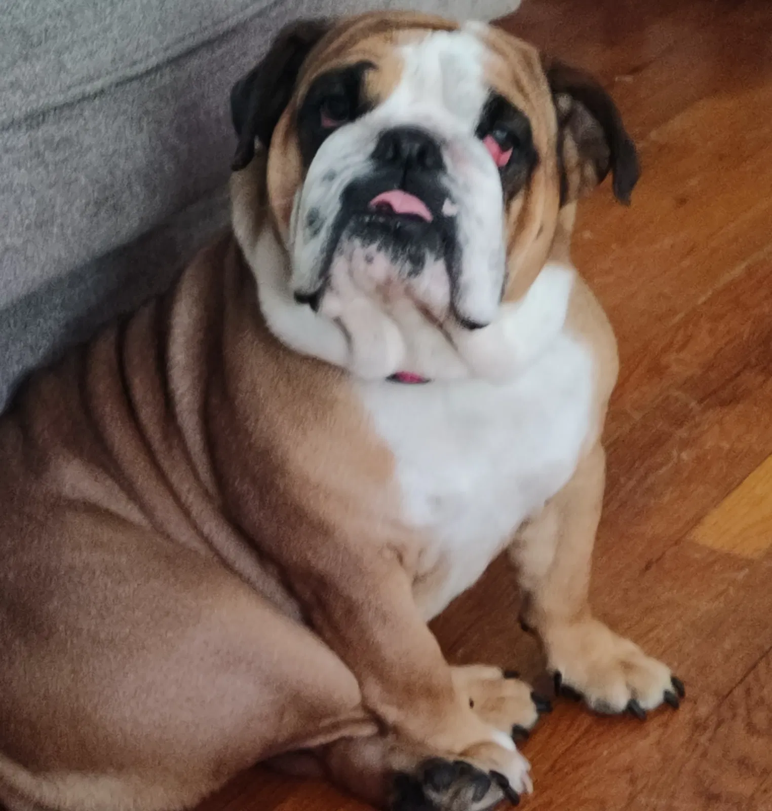 Lost dog in Durham, NC, 27705