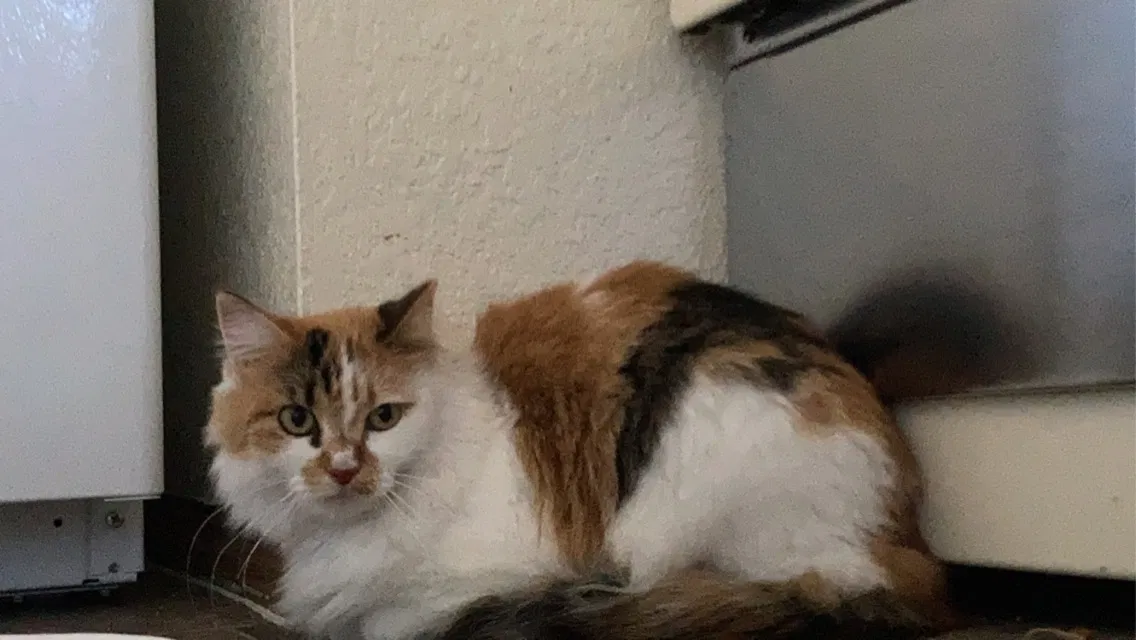 Lost cat in Round Rock, TX, 78664