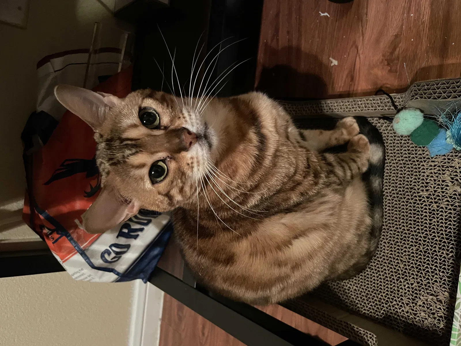 Lost cat in San Antonio, TX, 78247