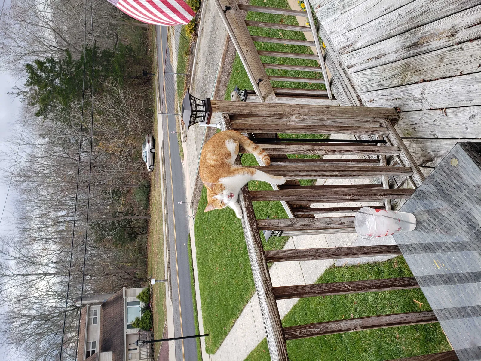 Lost cat in Absecon, NJ, 8201