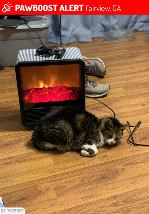 Lost cat in Chickamauga, GA, 30707