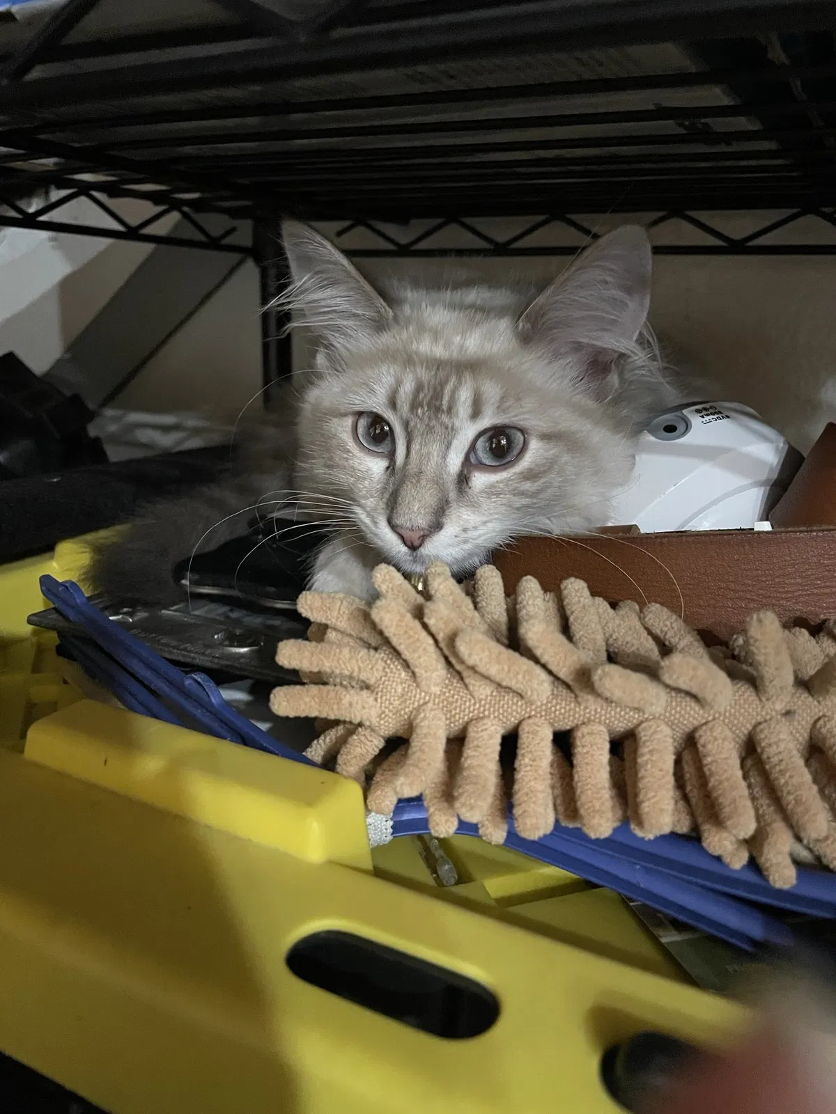 Lost cat in Fontana, CA, 92337