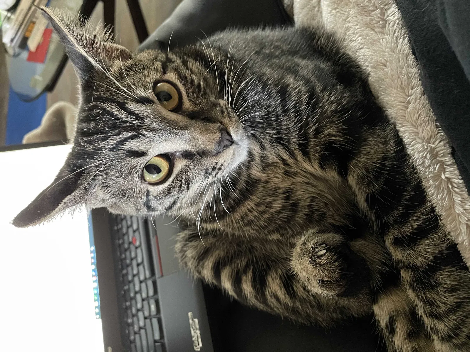 Lost cat in Costa Mesa, CA, 92626