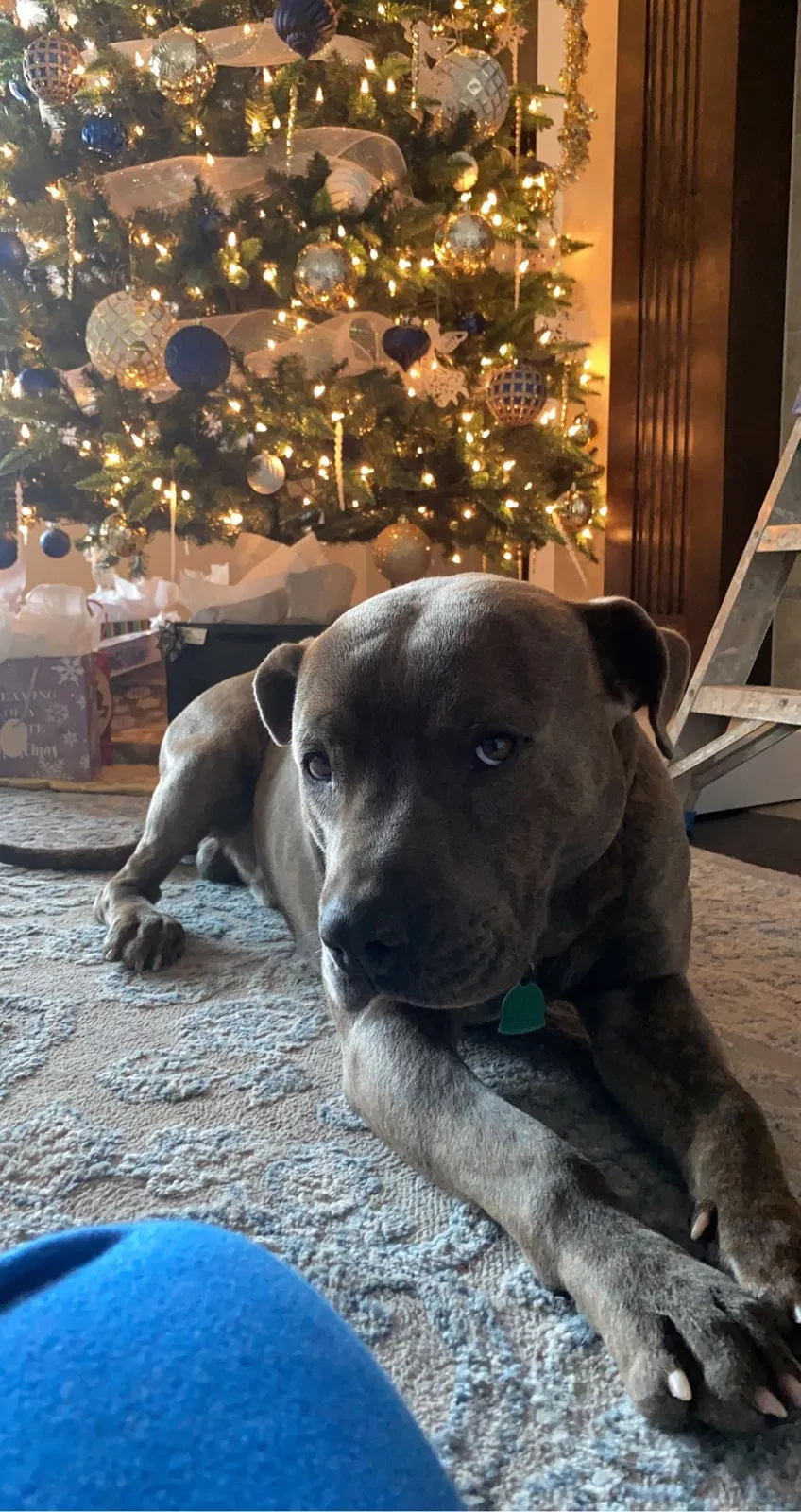 Lost dog in Yukon, OK, 73099