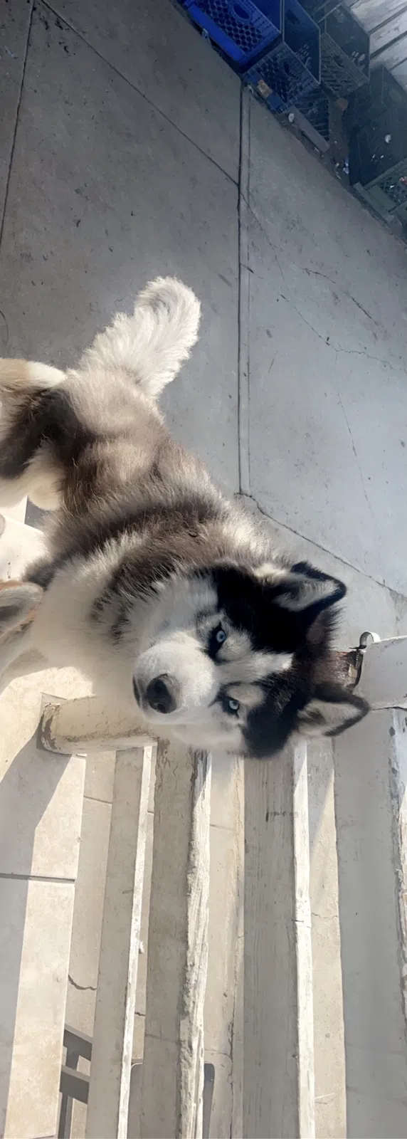 Lost dog in Long Beach, CA, 90813