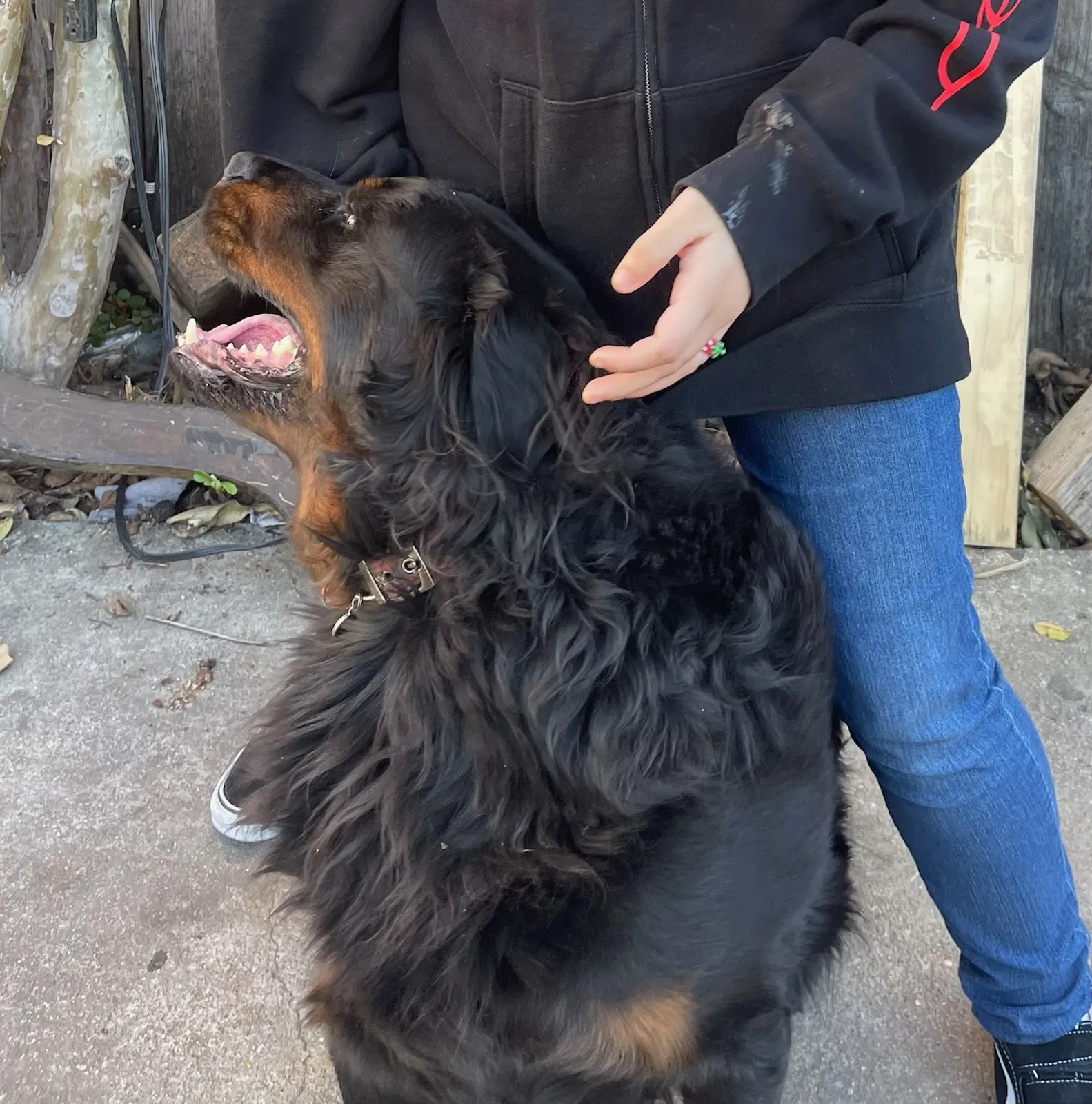 Lost dog in Los Angeles, CA, 90011