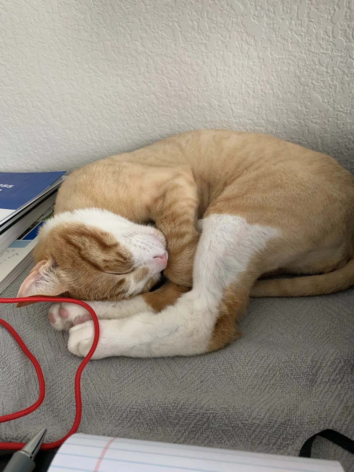 Lost cat in Cleburne, TX, 76033