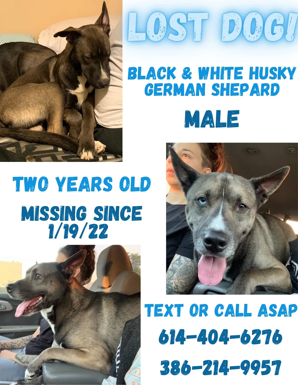 Lost dog in Columbus, OH, 43228
