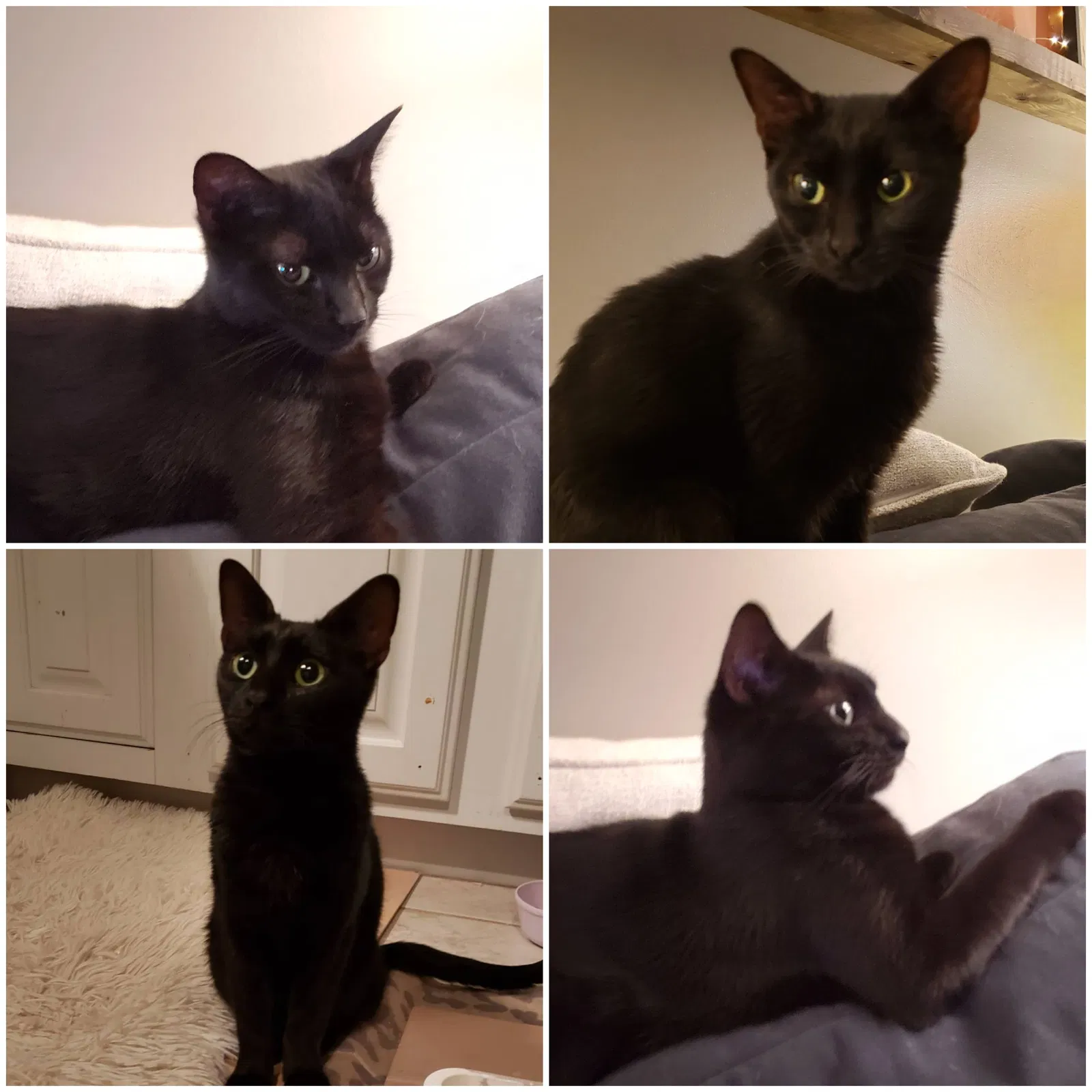 Lost cat in Wichita, KS, 67220