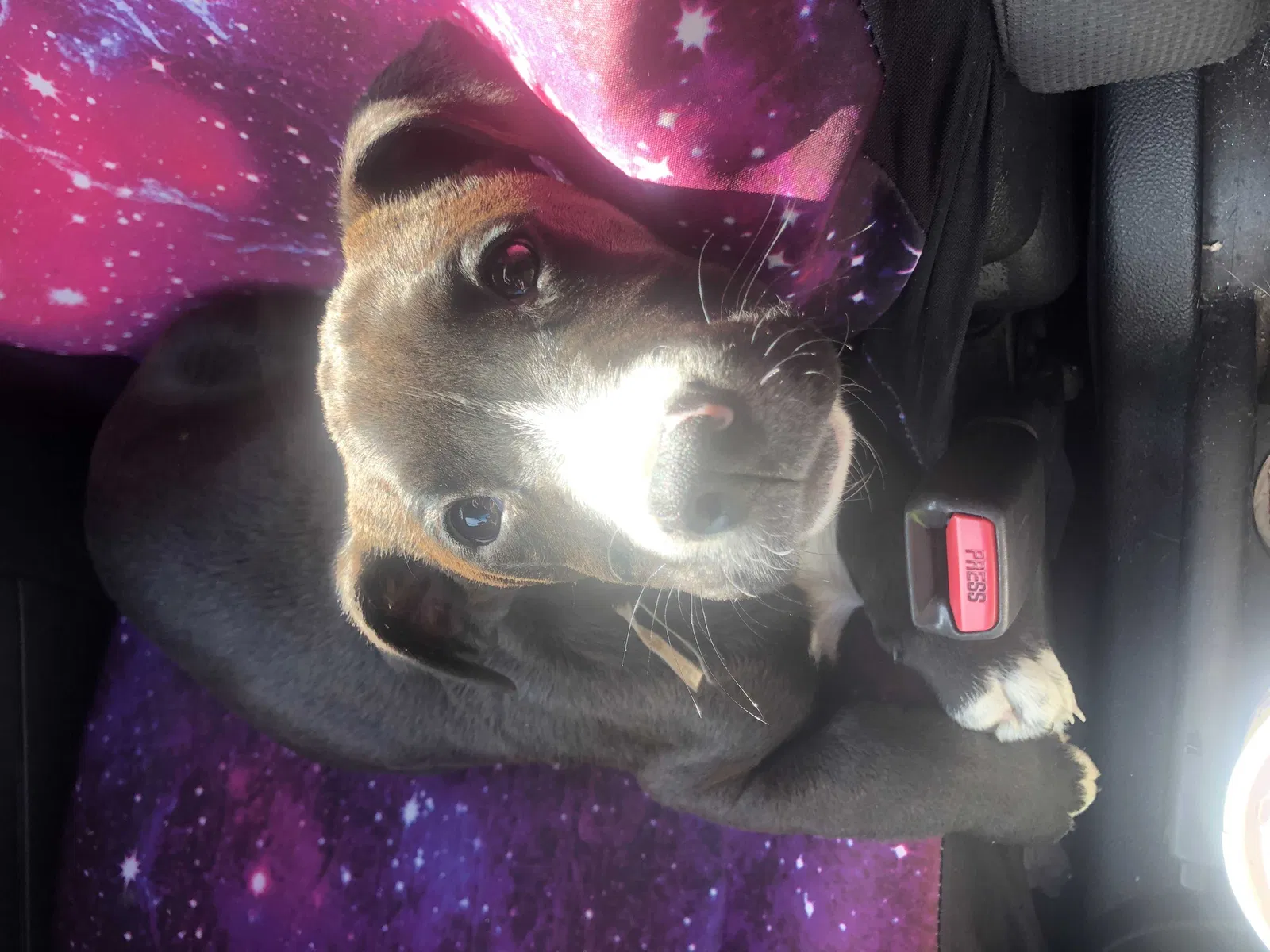 Lost dog in Pelion, SC, 29123