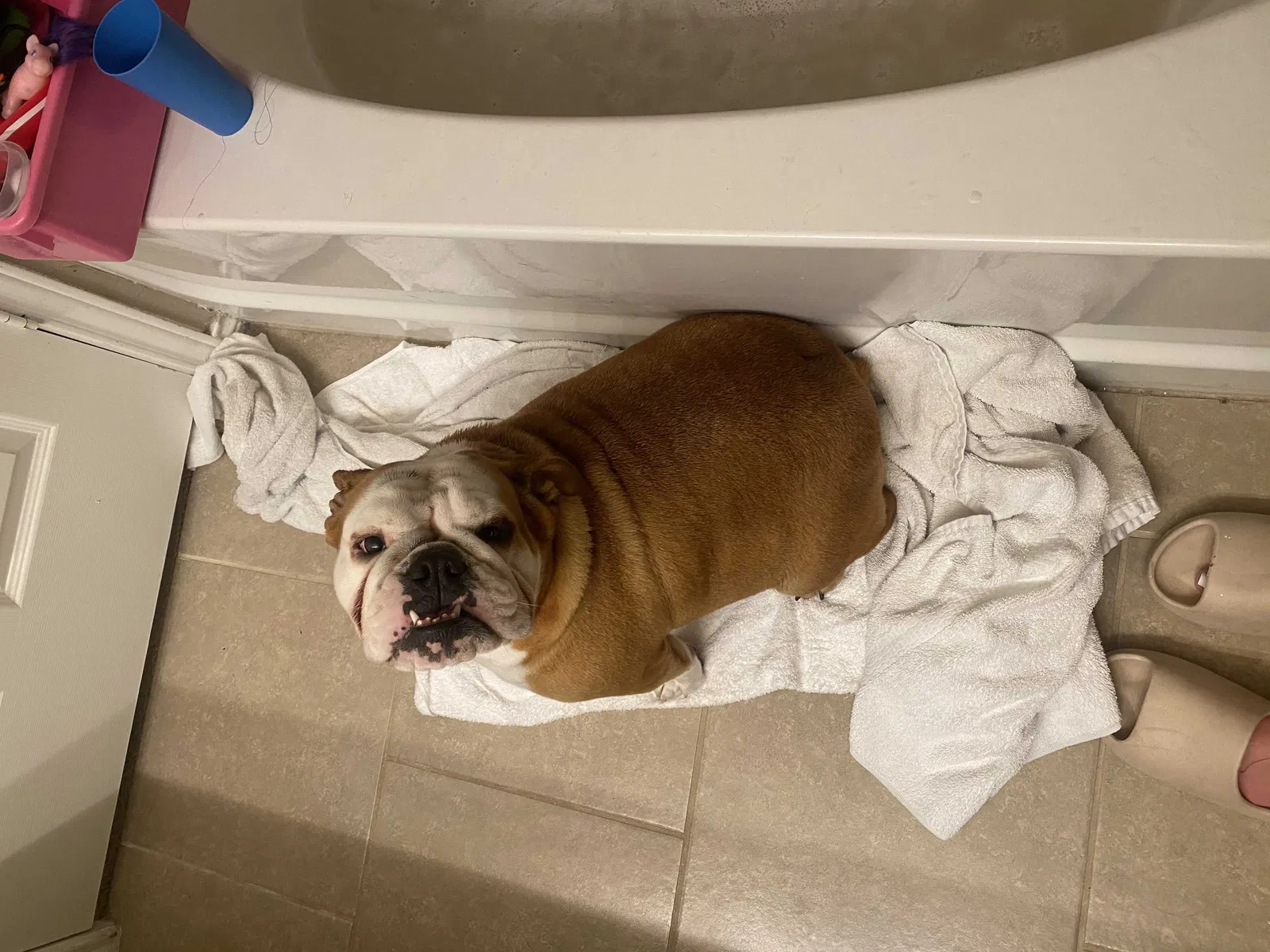 Lost dog in Converse, TX, 78109
