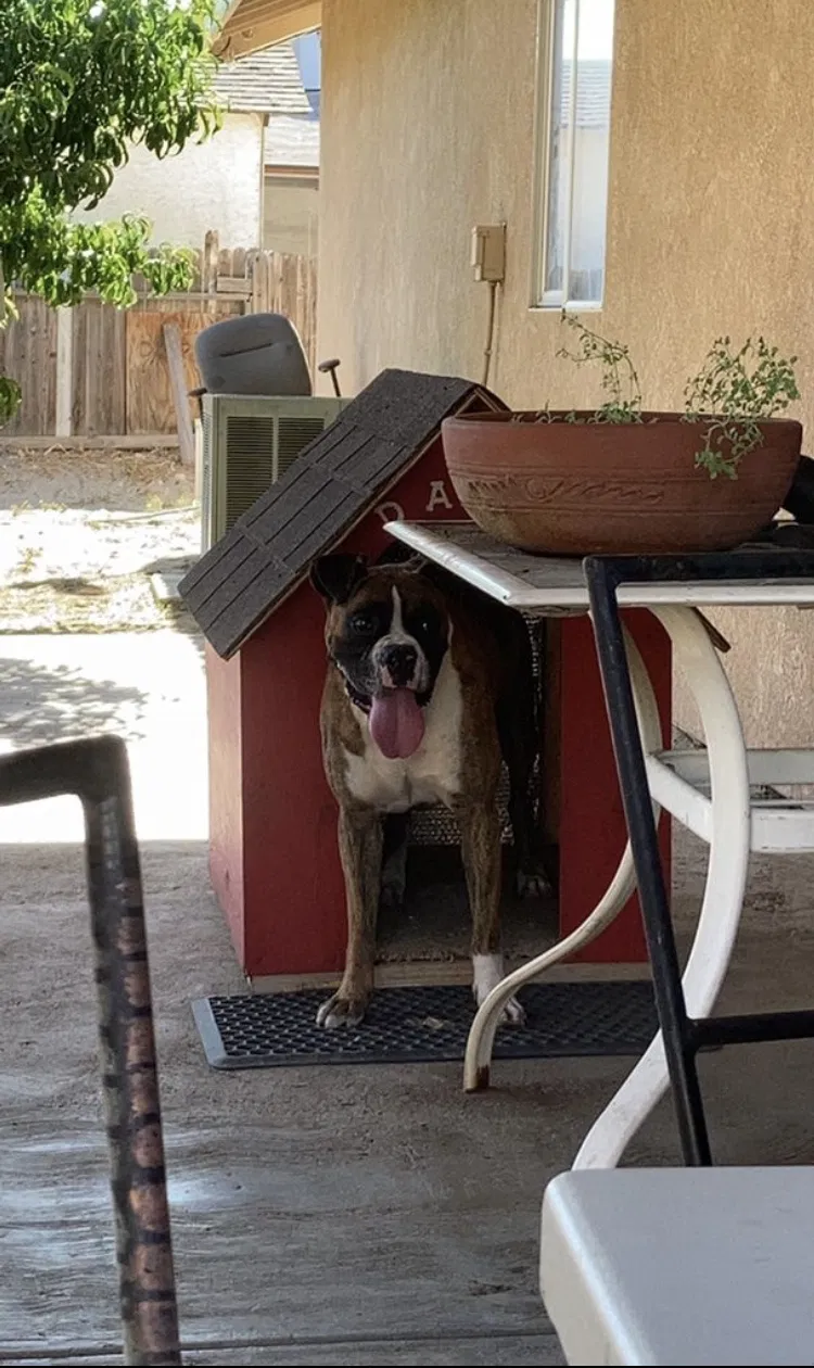 Lost dog in Fontana, CA, 92335