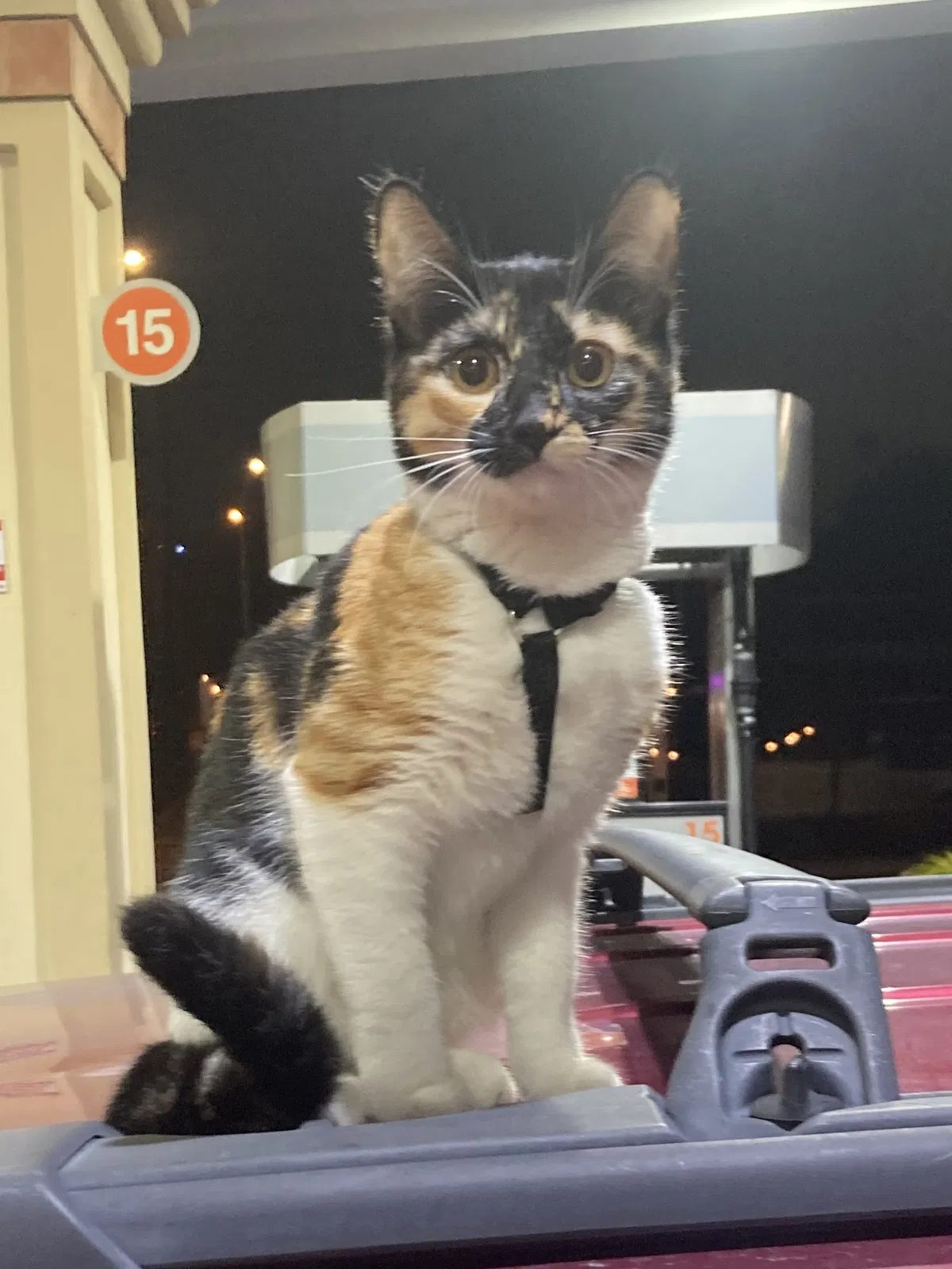 Lost cat in Phoenix, AZ, 85004