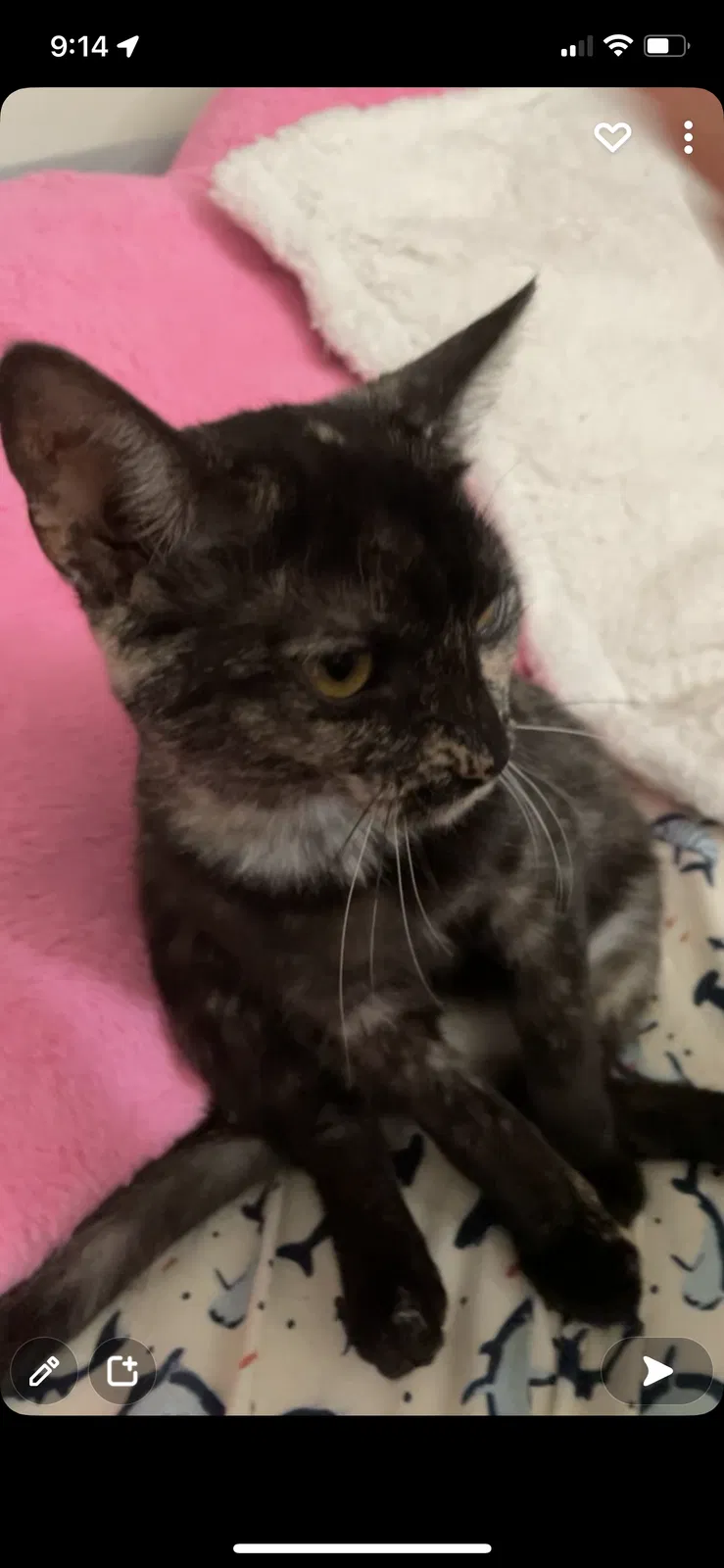 Lost cat in San Diego, CA, 92113