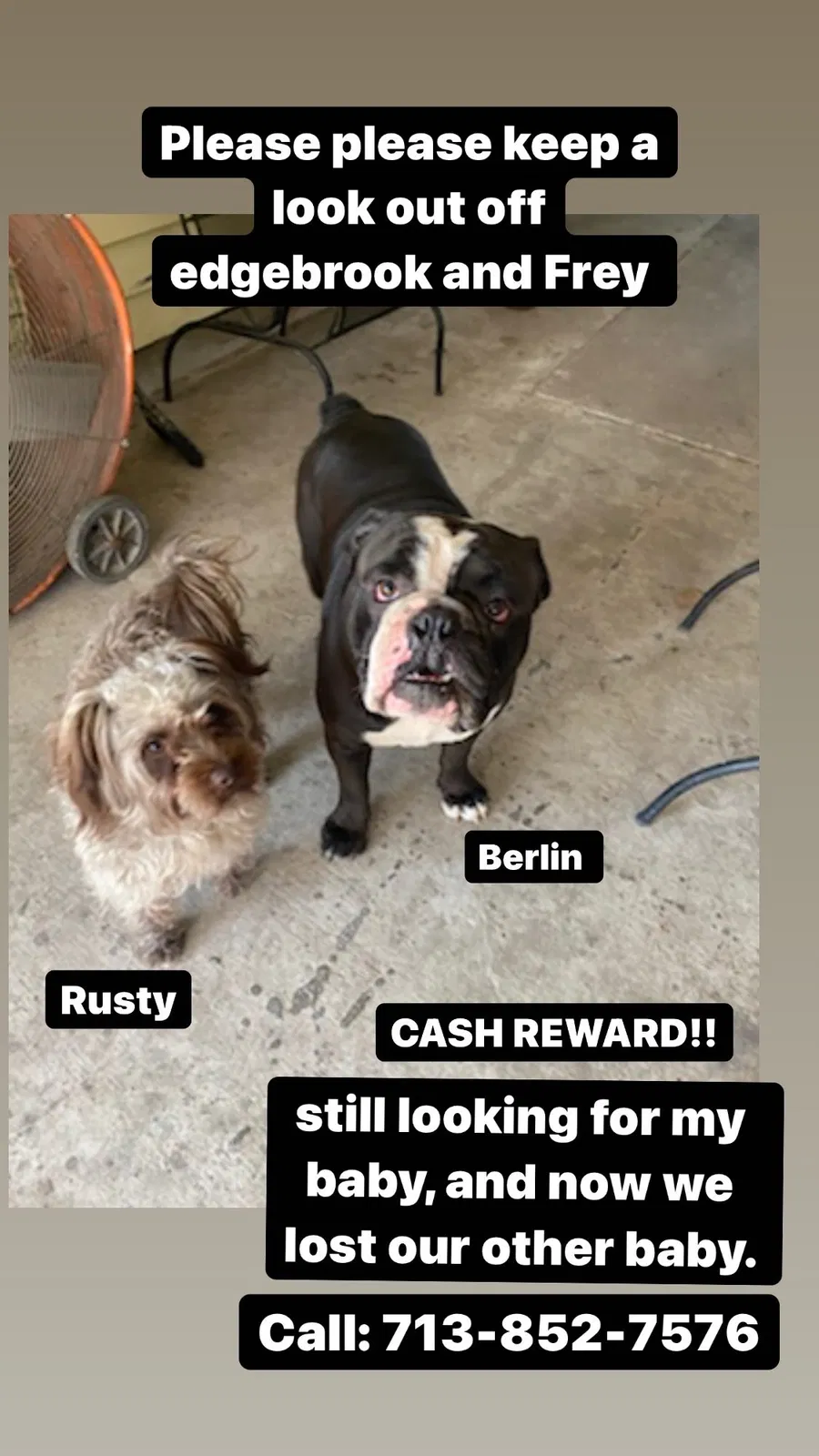 Lost dog in Houston, TX, 77034