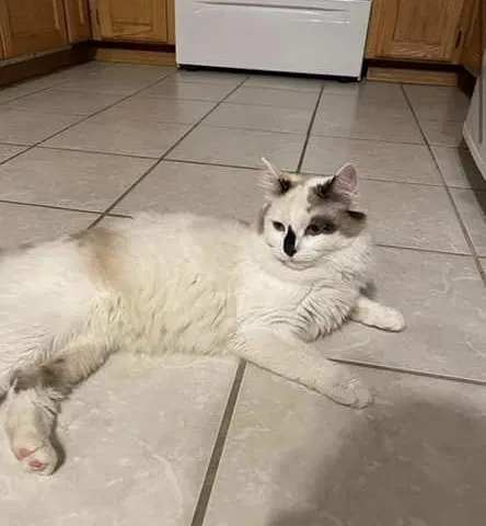 Lost cat in Post Falls, ID, 83854