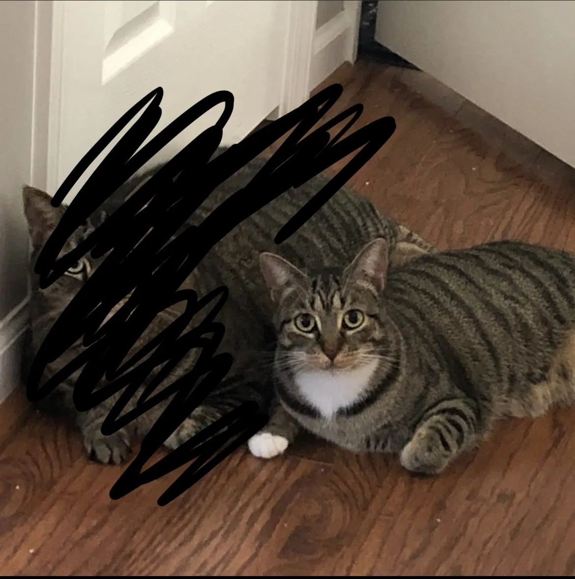 Lost cat in Winston Salem, NC, 27127