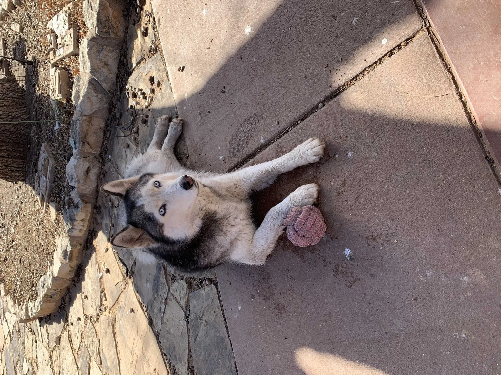 Found dog in Abilene, TX, 79605