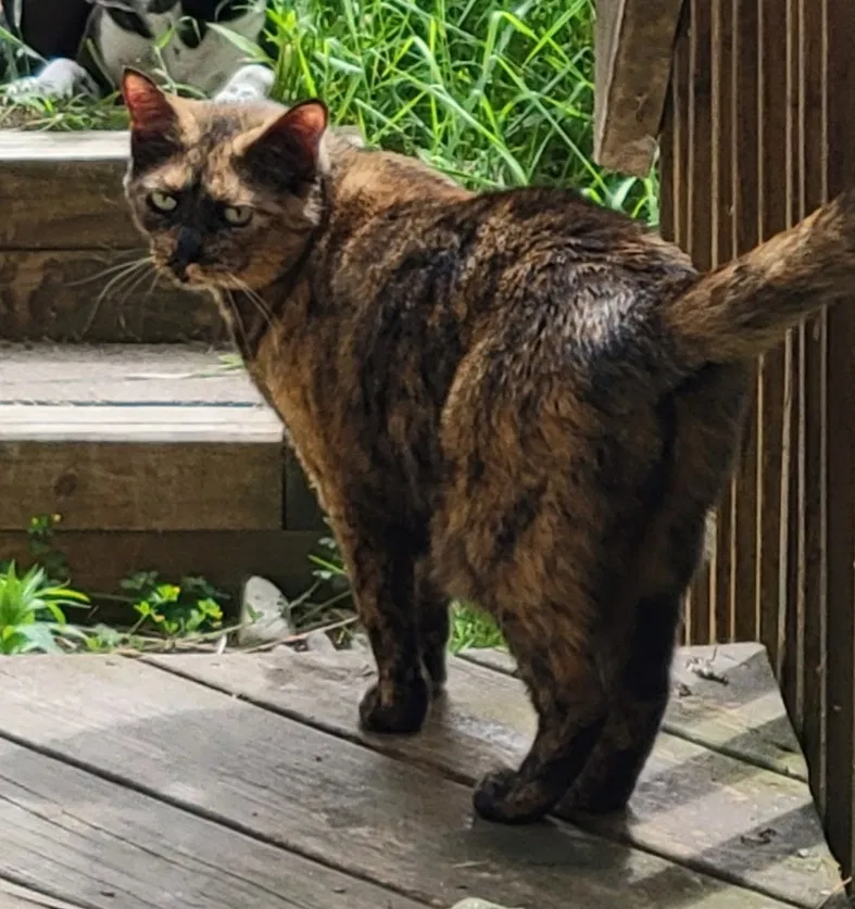 Lost cat in Milwaukee, WI, 53207