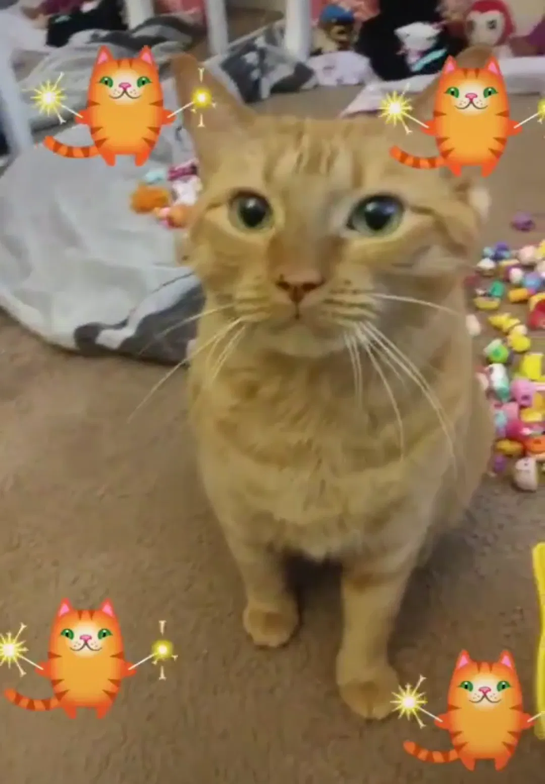 Lost cat in El Cajon, CA, 92021