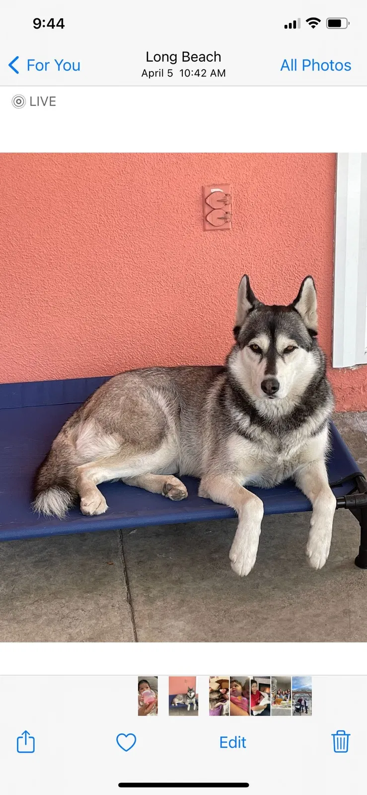 Lost dog in Long Beach, CA, 90805
